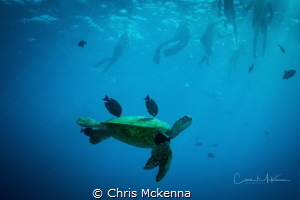 Green Sea Turtle swimming above one of the reefs of Waiki... by Chris Mckenna 